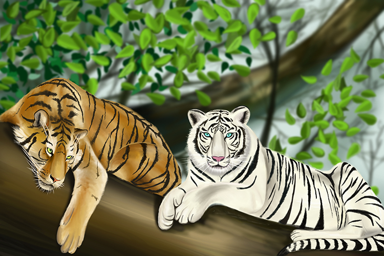 Tigers have phenotype variation whereby there coats can be orange or white